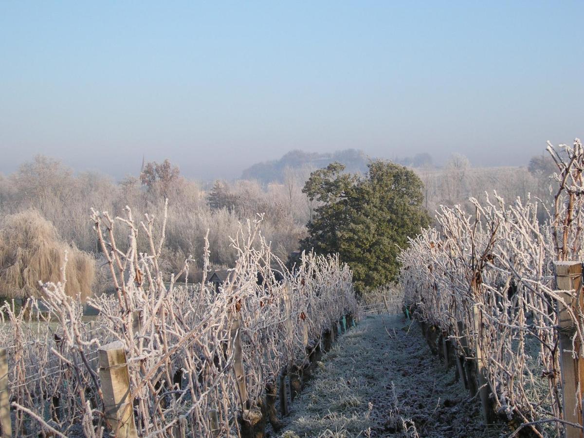 Suite Campagnarde Pres Bordeaux, Vue Sur Les Vignes Au Chateau Camponac Bourg-sur-Gironde Dış mekan fotoğraf